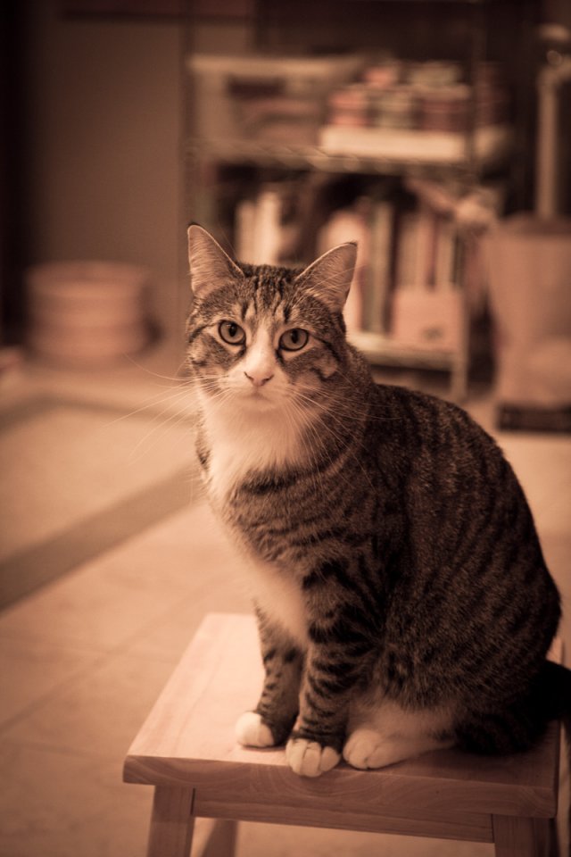 Sasha is supervising